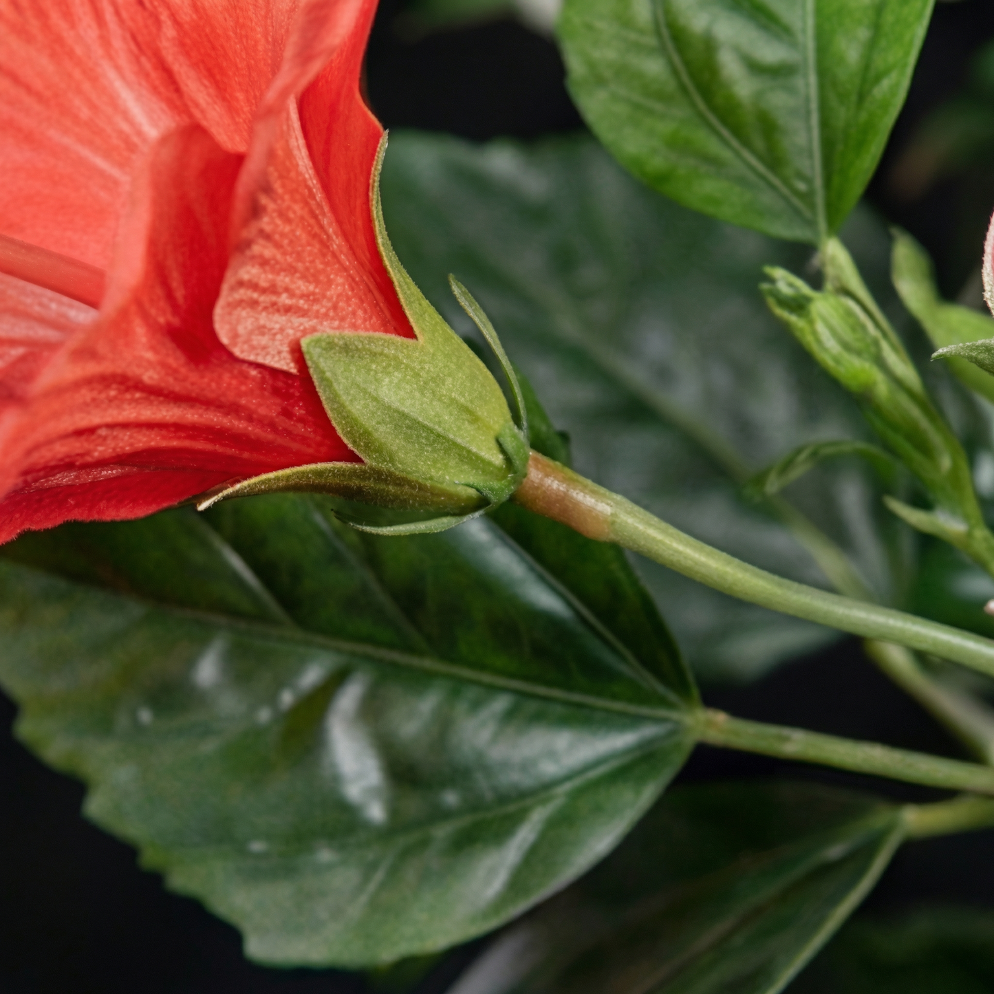 Artificial Plant Hibiscus Flowering Potted Tree