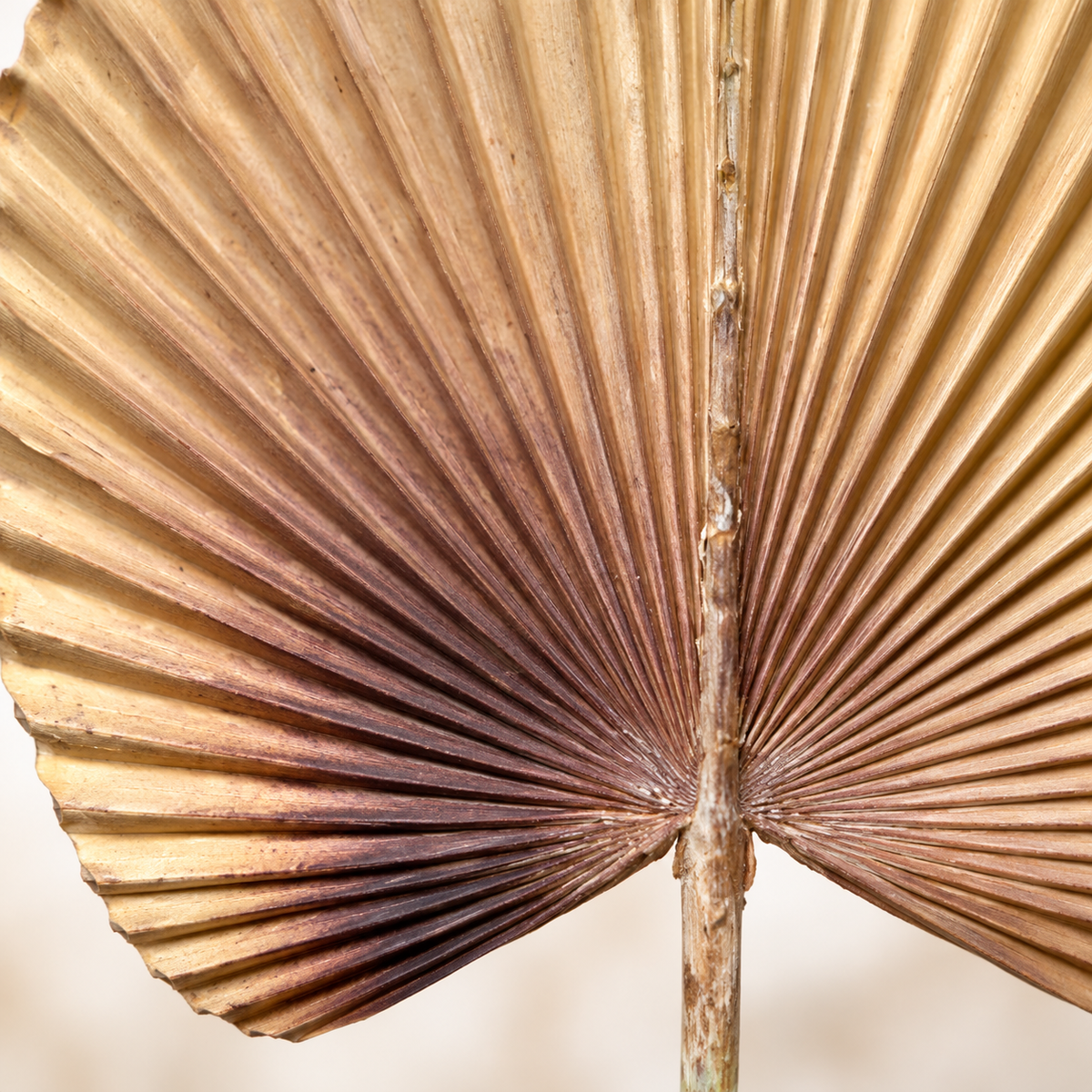 Artificial Beige & Brown Fan Palm Leaf Stick – 65 cm Decorative Stem for Vases, Home & Wedding Décor