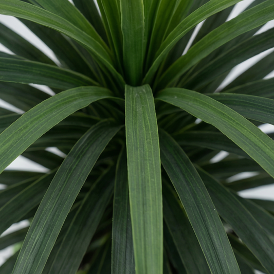 Artificial Plant Fountain Grass with Mixed Floral Base