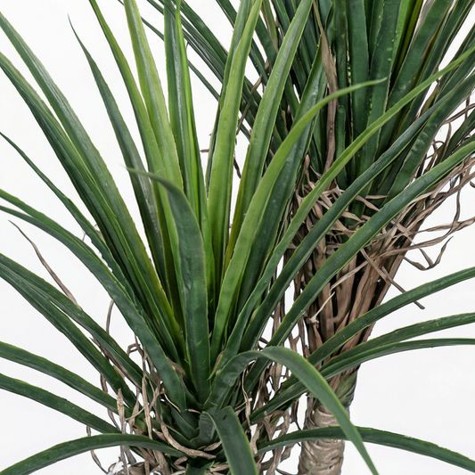 Artificial Plant Dual-Stem Dracaena Potted Tree