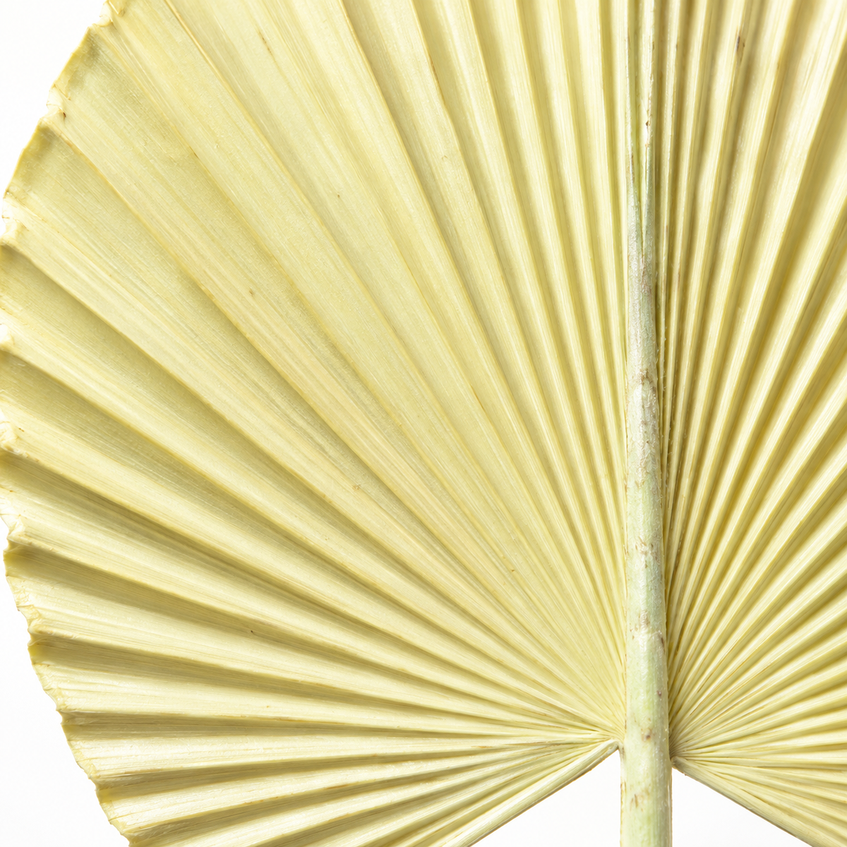 Artificial Cream Fan Palm Leaf Stick – 65 cm Decorative Stem for Vases, Home & Wedding Décor