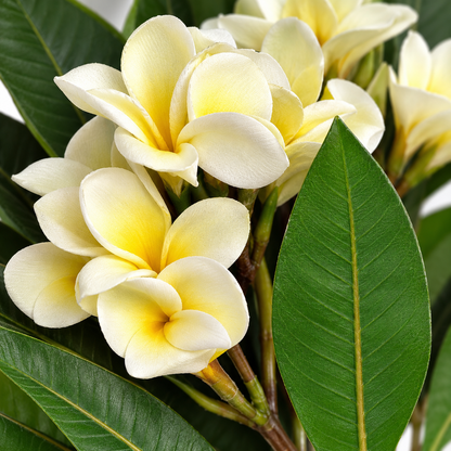 Artificial White & Yellow Plumeria Flower Stick – 110 cm Champa Floral Branch for Home, Vases & Wedding Décor
