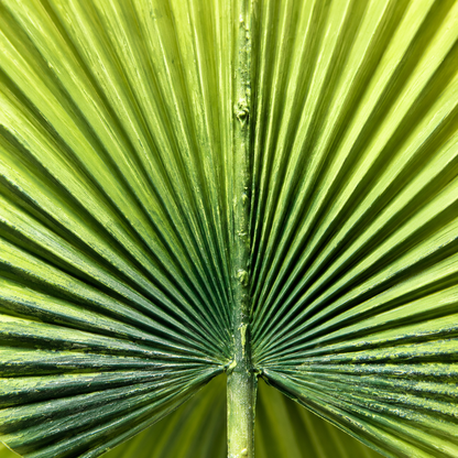 Artificial Green Fan Palm Leaf Stick – 65 cm Decorative Tropical Stem for Vases, Home & Wedding Décor