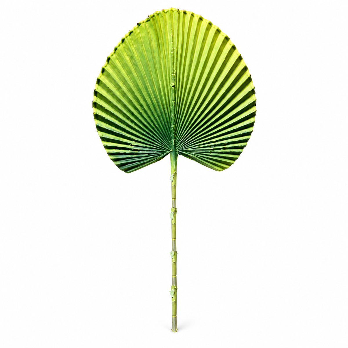 Artificial Green Fan Palm Leaf Stick – 65 cm Decorative Tropical Stem for Vases, Home & Wedding Décor