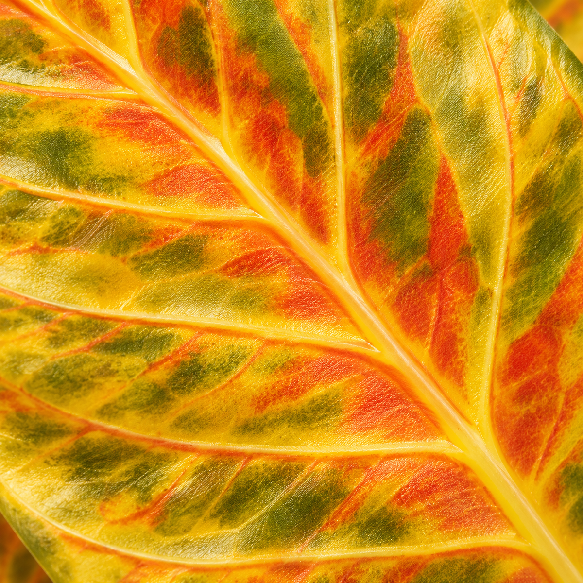 Artificial foliage plant 108 design 1 leaf close-up