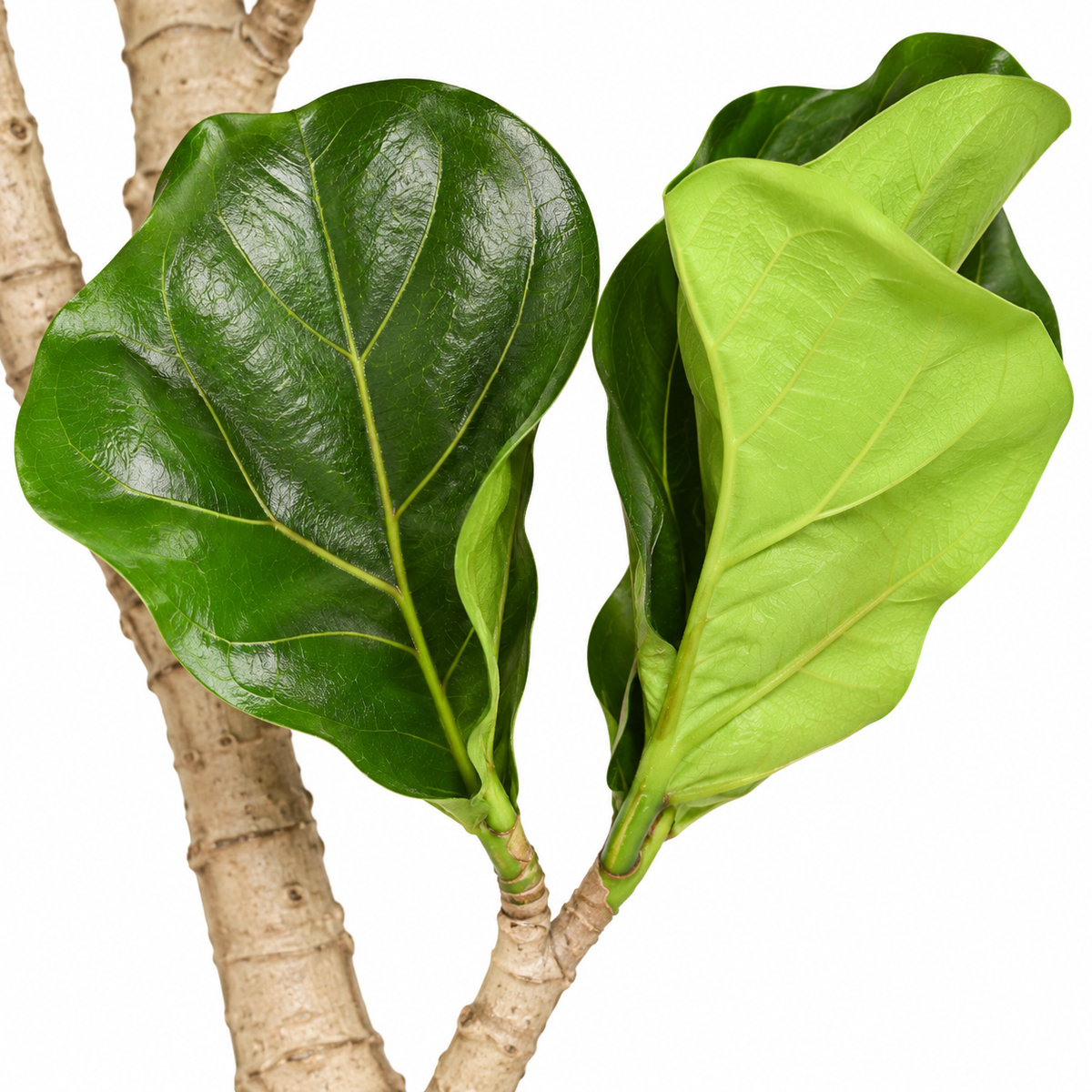 Artificial fiddle leaf tree 145 cm in black pot - detail