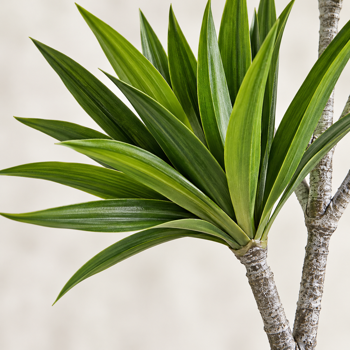 AFF-05 leaf and stem closeup