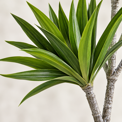 AFF-05 leaf and stem closeup