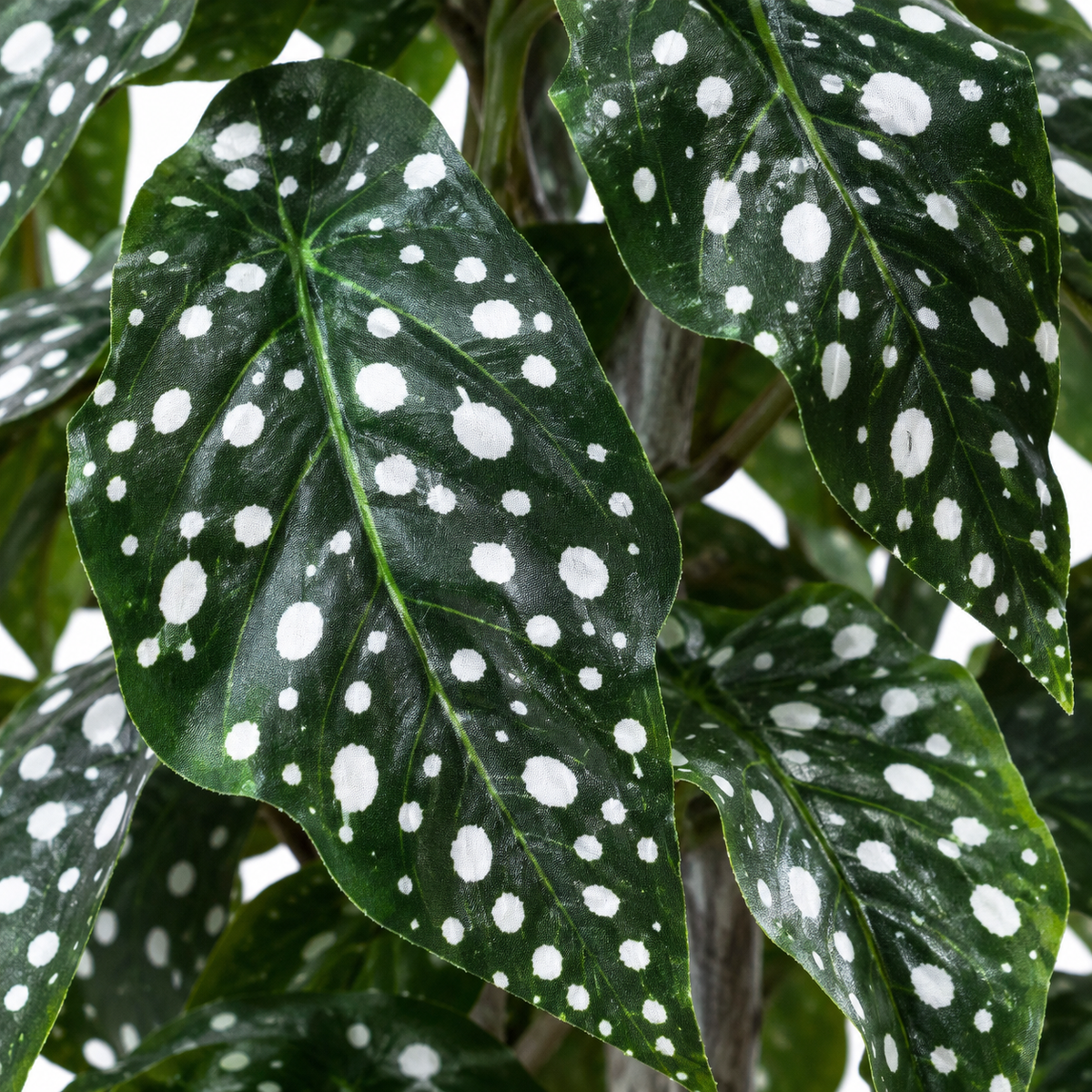 Artificial polka dot spotted Begonia plant - leaf-closeup