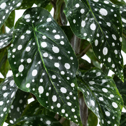 Artificial polka dot spotted Begonia plant - leaf-closeup