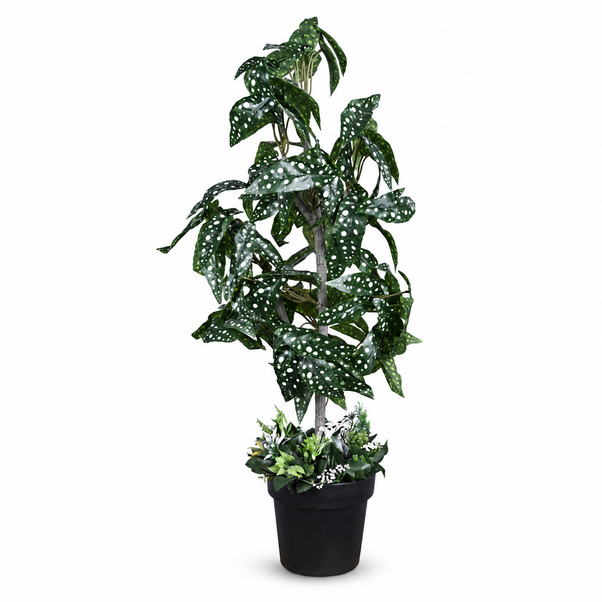 Artificial polka dot spotted Begonia plant - white-background