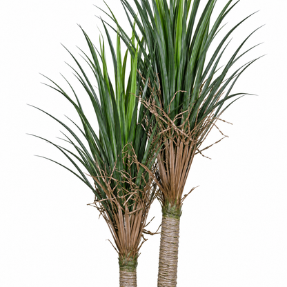 Artificial dual-stem Dracaena potted tree - closeup