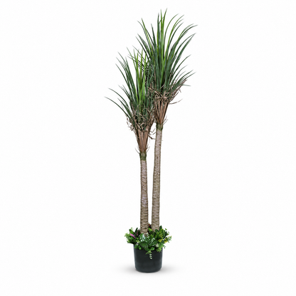 Artificial dual-stem Dracaena potted tree - white-background