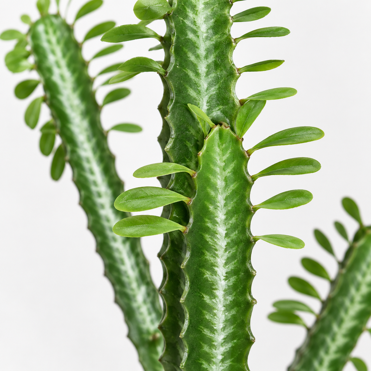 Artificial Euphorbia Trigona Potted Cactus - close-up
