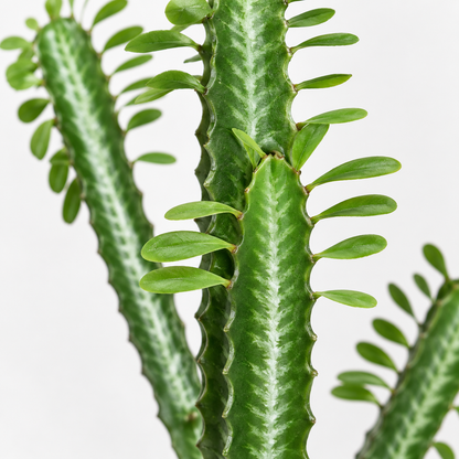 Artificial Euphorbia Trigona Potted Cactus - close-up