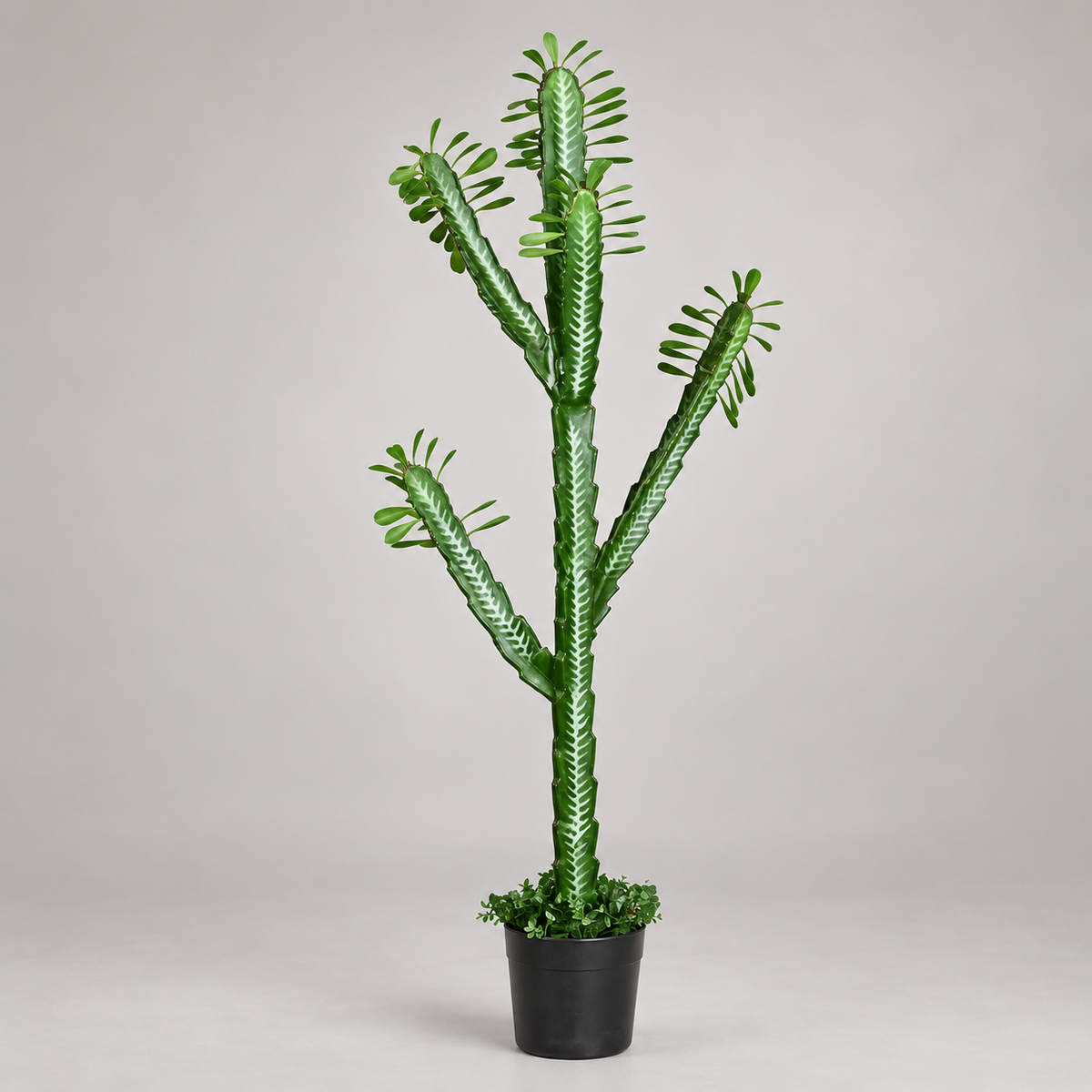 Artificial Euphorbia Trigona Potted Cactus - side-view