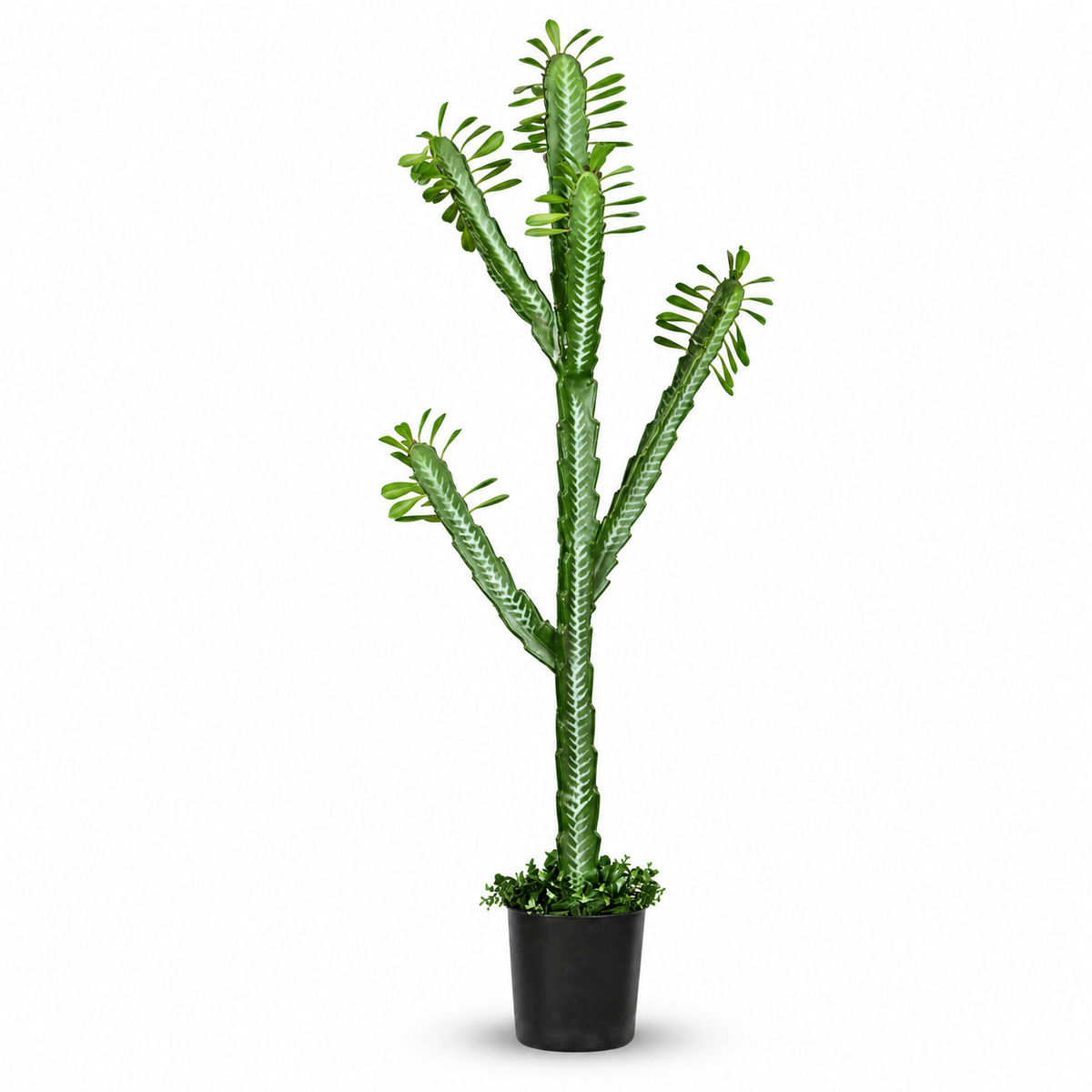 Artificial Euphorbia Trigona Potted Cactus - white-background