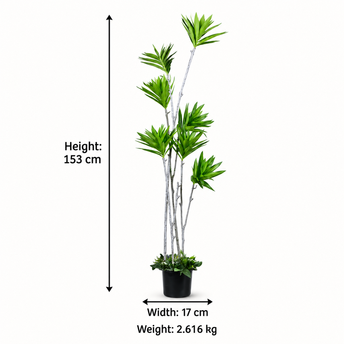 Artificial Multi-Stem Staggered Dracaena Tree - dimensions