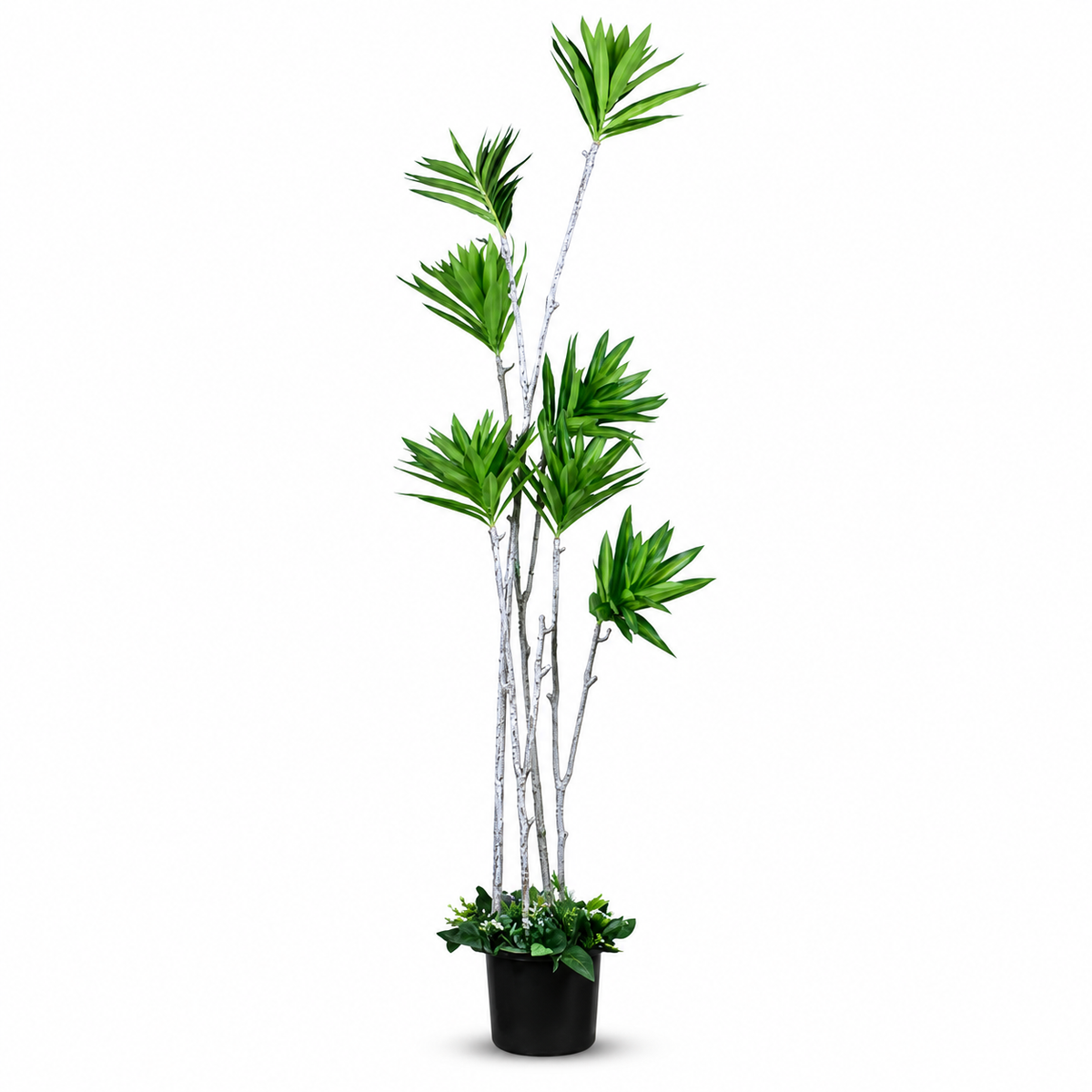 Artificial Multi-Stem Staggered Dracaena Tree - white-background
